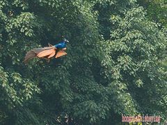 -西双版纳原始森林公园