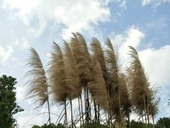 -昆山城市生态森林公园