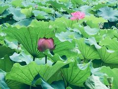 -陈家山荷花公园