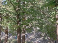 -白水寺森林公园