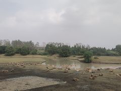 -溱湖国家湿地公园