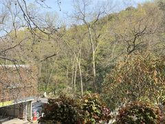 -龙井壹号·茶缘山景宴(龙井村店)