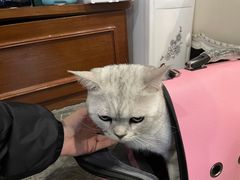 -宠爱国际动物医院· 猫科· 外科·中兽医(长白店)