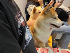 -南京Hallo宠物乐园·哈罗犬舍·柴犬繁育基地
