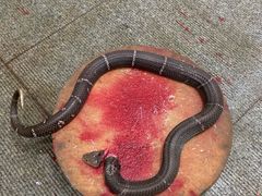 -湘潭九龙鱼头店(城南西路店)