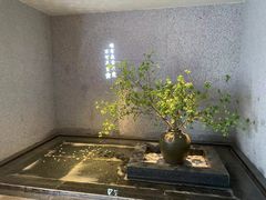 -花城粤菜餐厅(高新区店)
