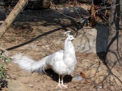 android_upload_pic-西安秦岭野生动物园