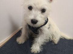 -翊宠yipet猫狗购宠庄园犬舍•猫舍