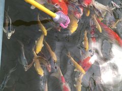 -菊园百果园