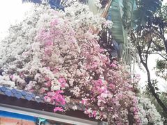 -深圳国际园林花卉博览园