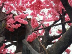-天适樱花悠乐园