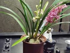-德迹斋禅意文化茶馆·茶空间·商务洽谈•宴席(桃园店)