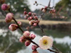 -无锡梅园公园