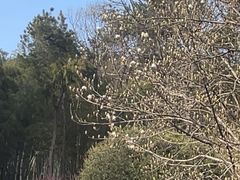 -冶父山国家森林公园