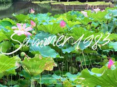 -上海滨江森林公园