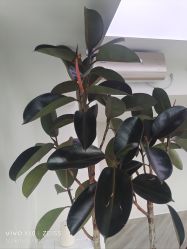 -HEYAN荷妍专业脱毛连锁机构