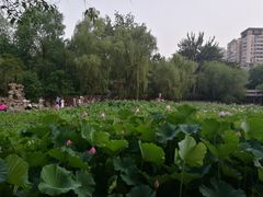 -莲湖公园