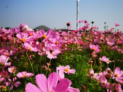 -君乐宝优致牧场