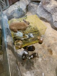 点击看大图 -宝燕乐园(闵行旗舰店)