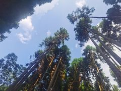 -武陵山森林公园