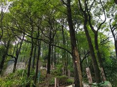 -南山植物园