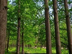 -上海长兴岛郊野公园