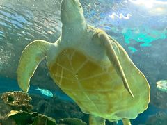 -上海海洋水族馆