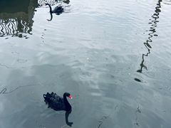 -合肥野生动物园