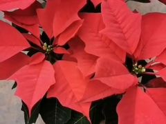 -秦美花卉(天朗·莱茵小城2期店)