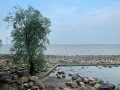 -上海吴淞炮台湾国家湿地公园
