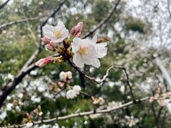 -陆家嘴中心绿地