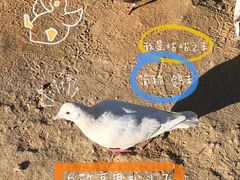 -亚龙湾国际玫瑰谷