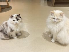 -藏猫猫咖啡主题馆(中央大道店)