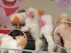 -光明农场大观园