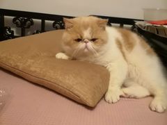 -PETKIT小佩宠物·低压洗护(国顺东路店)