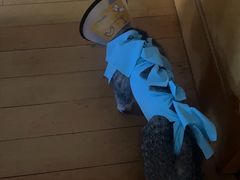 -伟伟宠物医院·瑞派猫友好医院·猫科(光谷店)