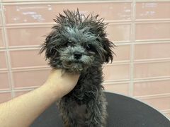 -FAELING PETS美天灵宠物(合生汇店)