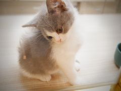 -飞行喵MR PILOT|猫舍·猫咖(静安大融城店)