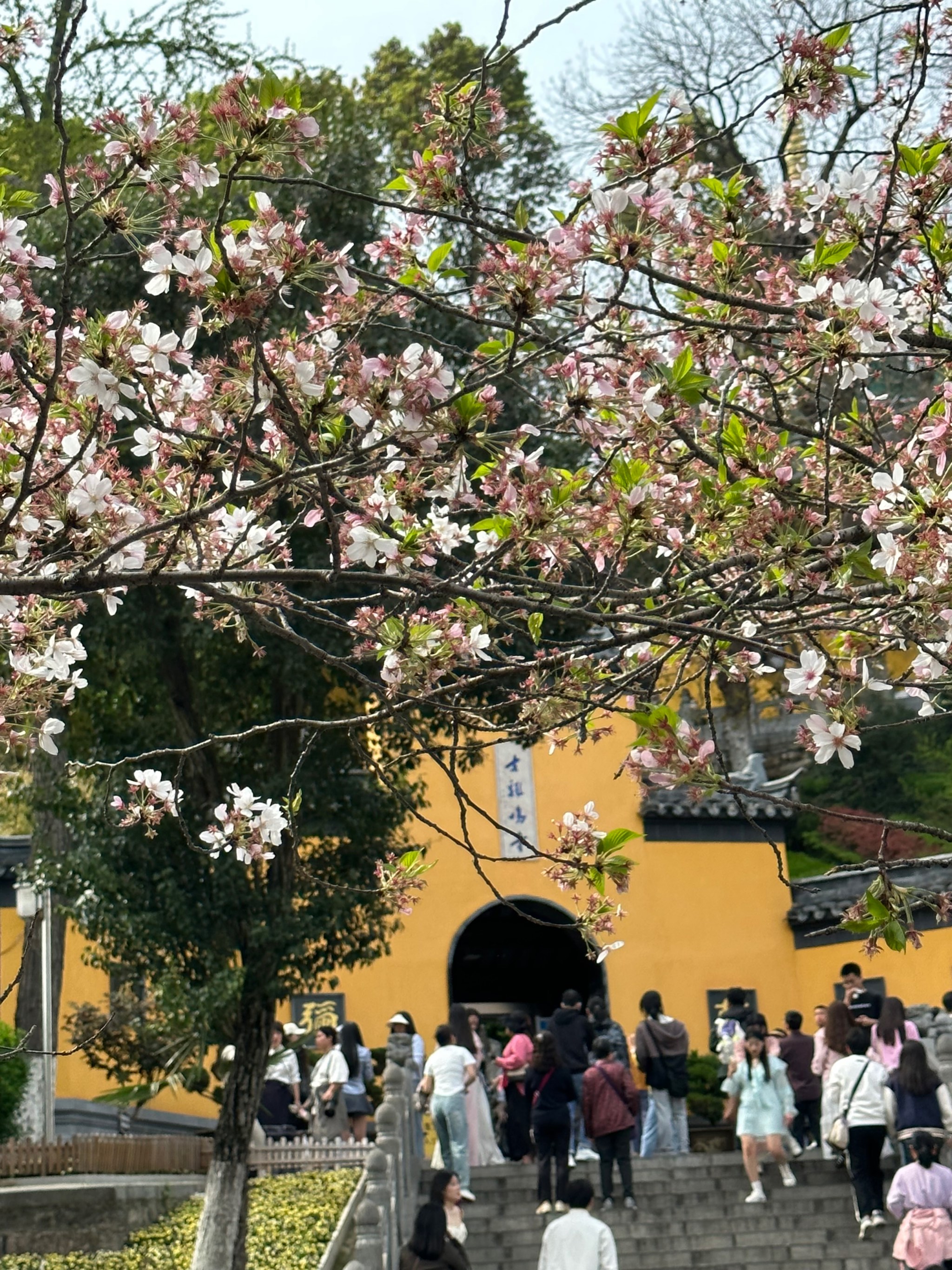 鸡鸣寺的樱花花期图片