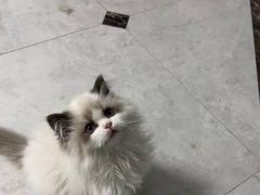 -猫十亿·布偶金渐层·曼基康矮脚猫舍(青年路店)