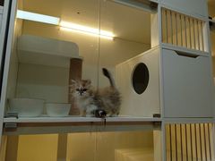 -十月米努特矮脚猫舍