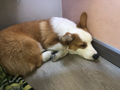 -浣熊柯尔鸭土拨鼠·电玩咖