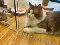 -啵啵喵·猫咖(攀华国际店)