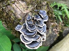 -东天目山风景区