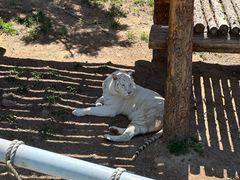 -西霞口神雕山野生动物世界
