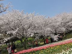 -苏州上方山国家森林公园