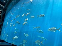 -瑞德姆美人鱼海底演艺主题餐厅(亚龙湾店)
