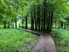 -溱湖国家湿地公园