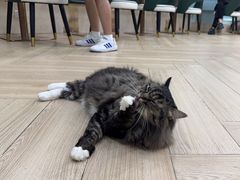 -安格丽娜·狗咖·猫咖羊驼咖(春熙路百盛商场店)