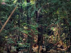 -素山寺森林公园